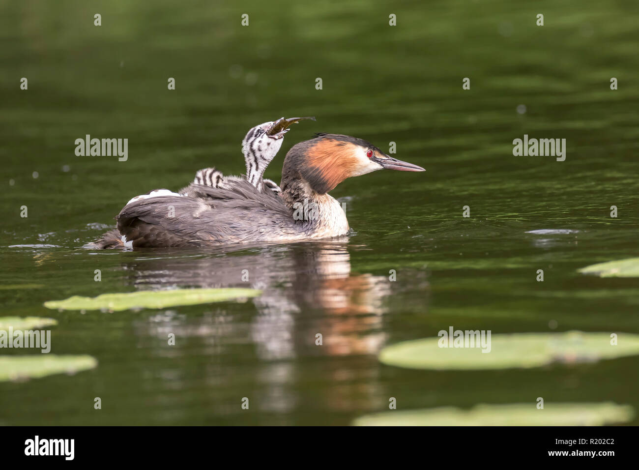 Great Crested Grebe (Podiceps cristatus). Adult swimming with chick on the back, which is trying to eat a fish. Germany. Stock Photo