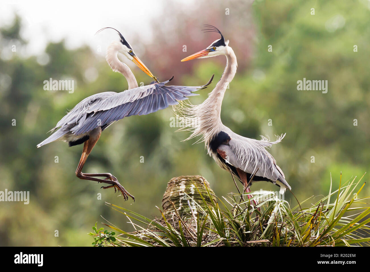 Male female great blue heron hi-res stock photography and images - Alamy