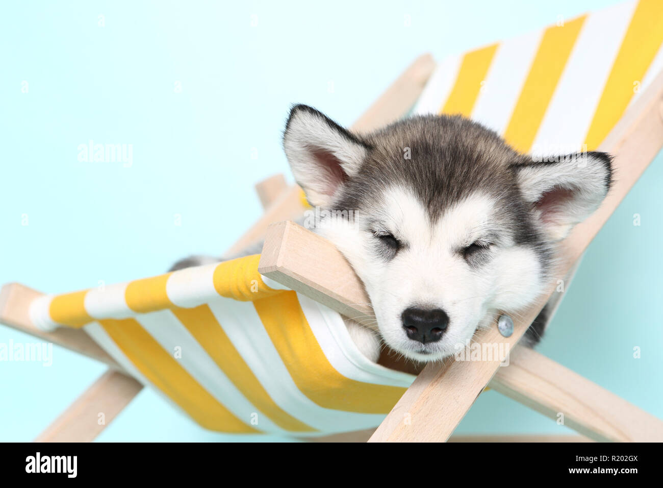 Alaskan Malamute. Puppy (6 weeks old) sleeping in a deck chair. Studio picture. Germany Stock Photo