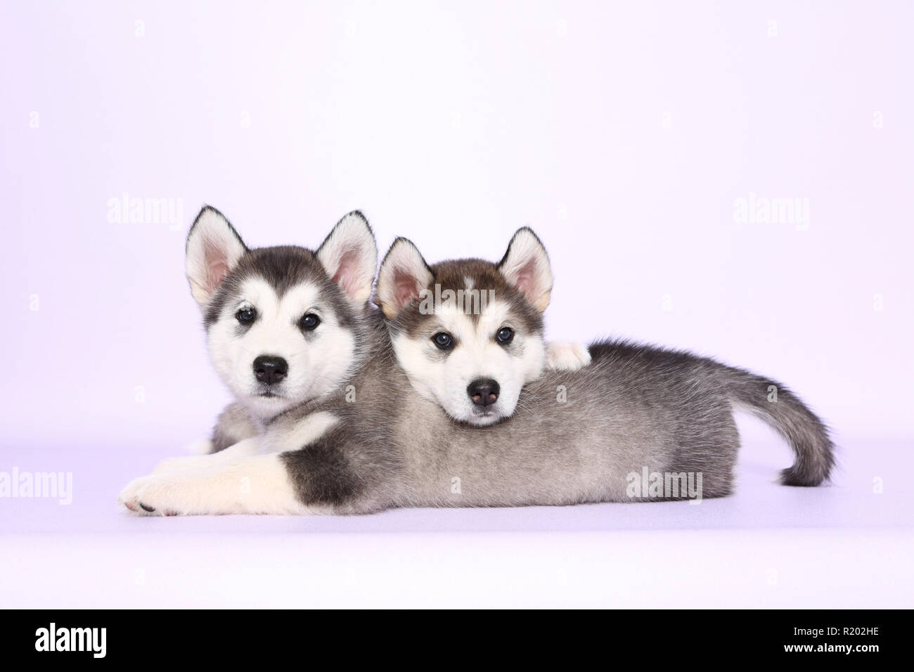 Alaskan Malamute. Two puppies (6 weeks old) lying. Studio picture, seen against a purple background. Germany Stock Photo
