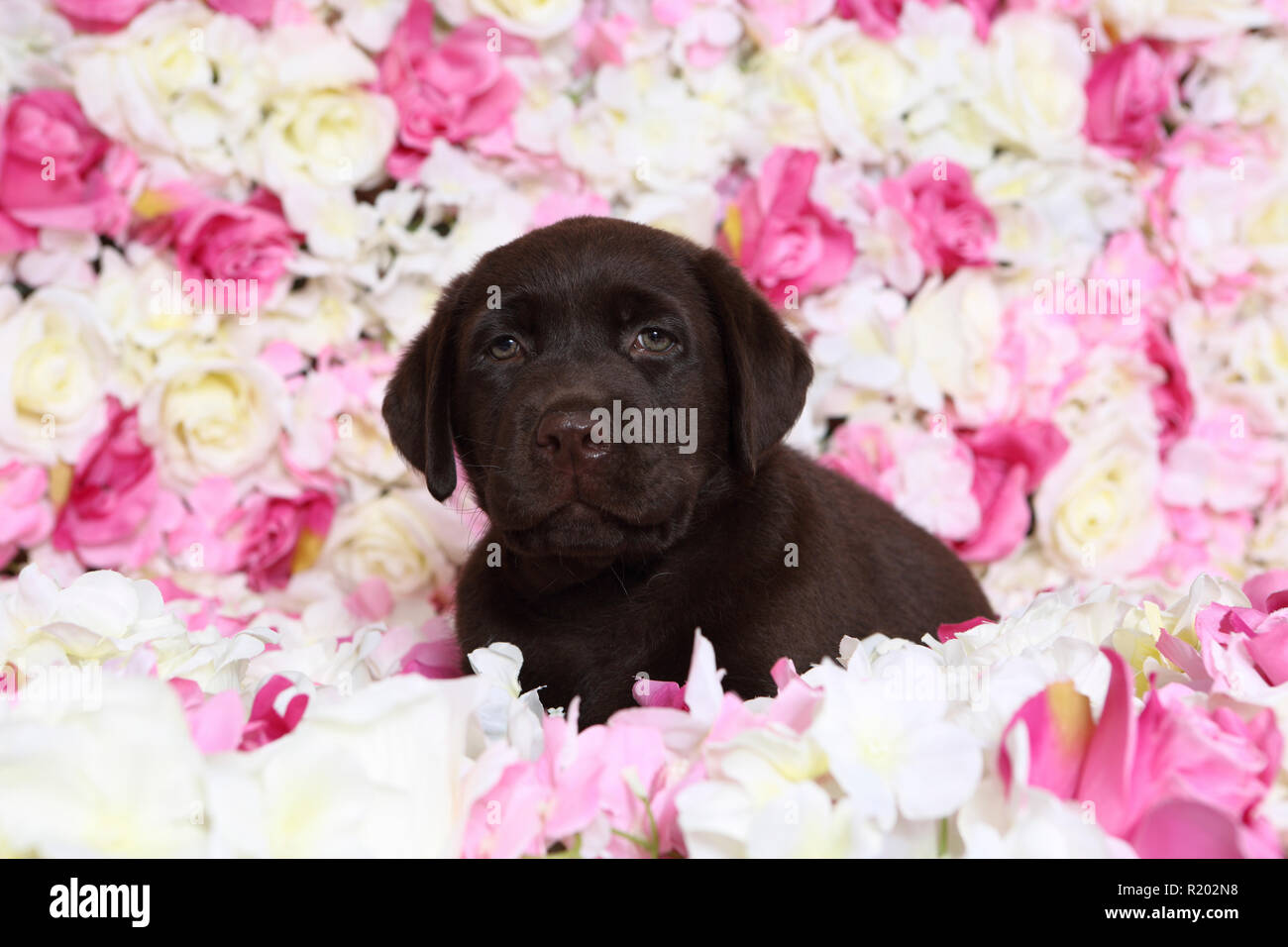 7 week old chocolate lab