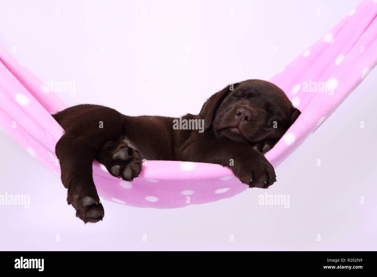 Labrador Retriever Chocolate Labrador. Brown puppy 7 weeks old sleeping in a hammock. Studio picture against a white background. Germany Stock Photo Alamy