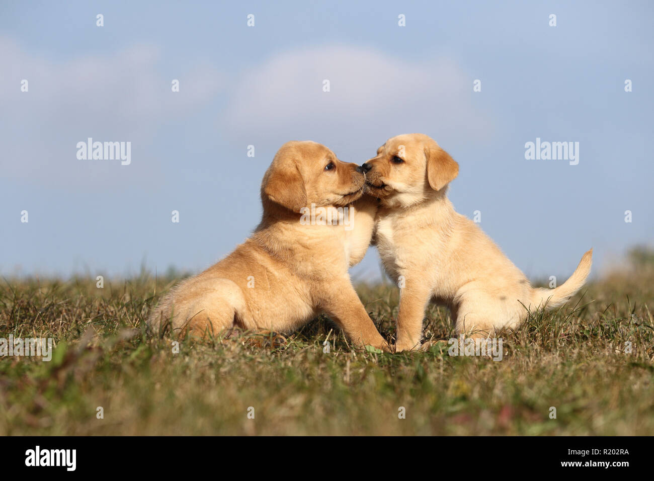 Labrador Retriever. Two blond puppies (6 weeks old) playing on a meadow. Germany Stock Photo