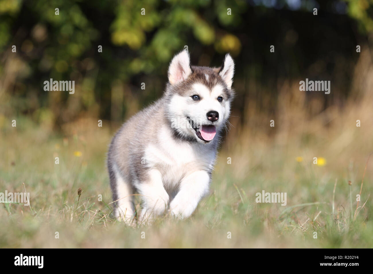 husky malamute puppy