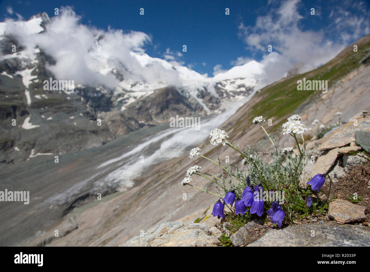 Earleaf Bellflower (Campanula cochleariifolia) flowering at Hohe Tauern National Park, Carinthia, Austria Stock Photo