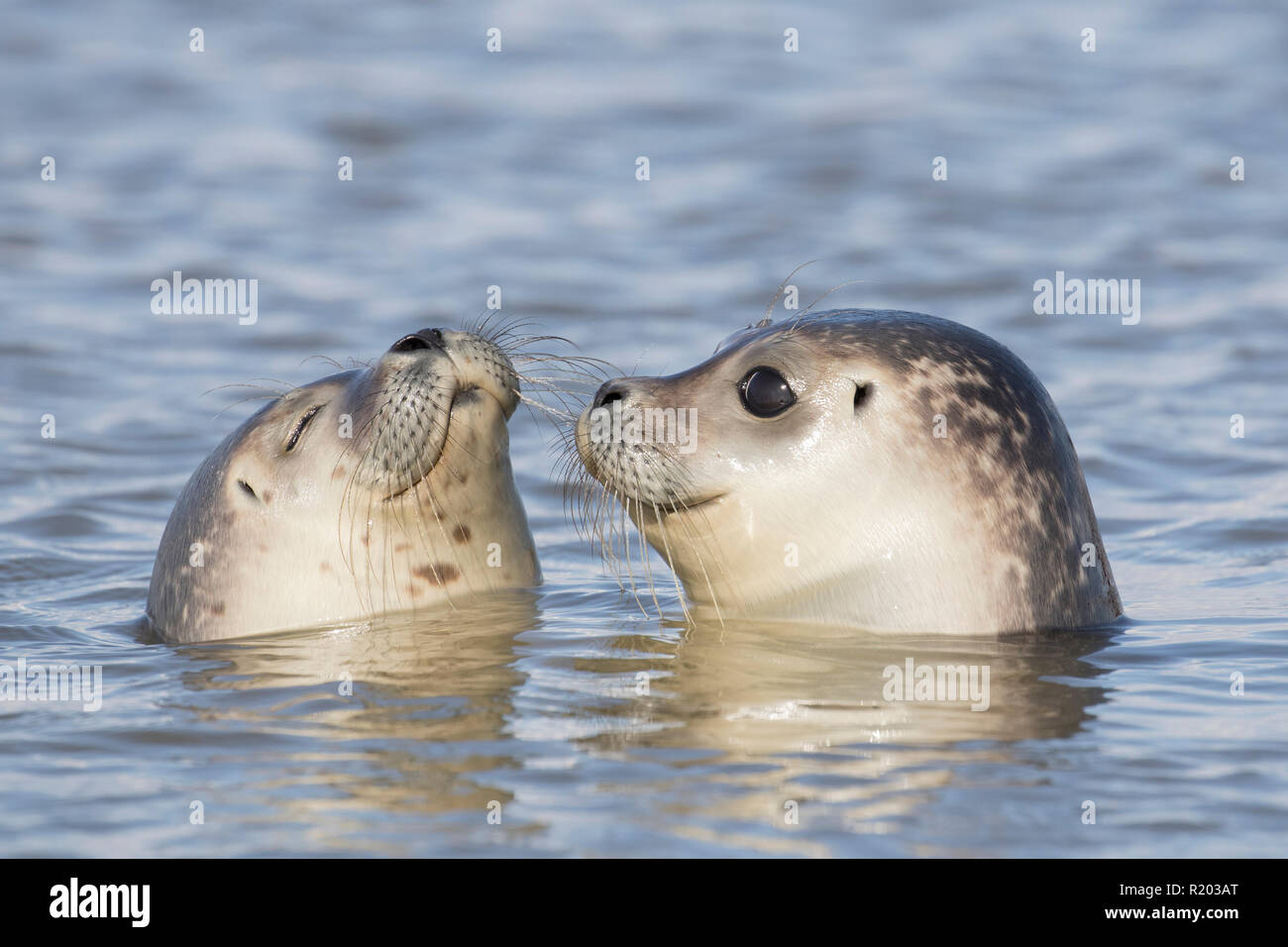 Harbour Seal (Phoca vitulina). Two juveniles swimming in the North Sea, Germany Stock Photo