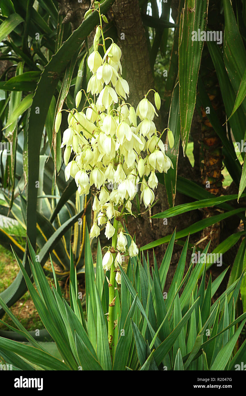 Yucca filamentosa palm with sword-shaped leaves e white flower spikes Stock Photo