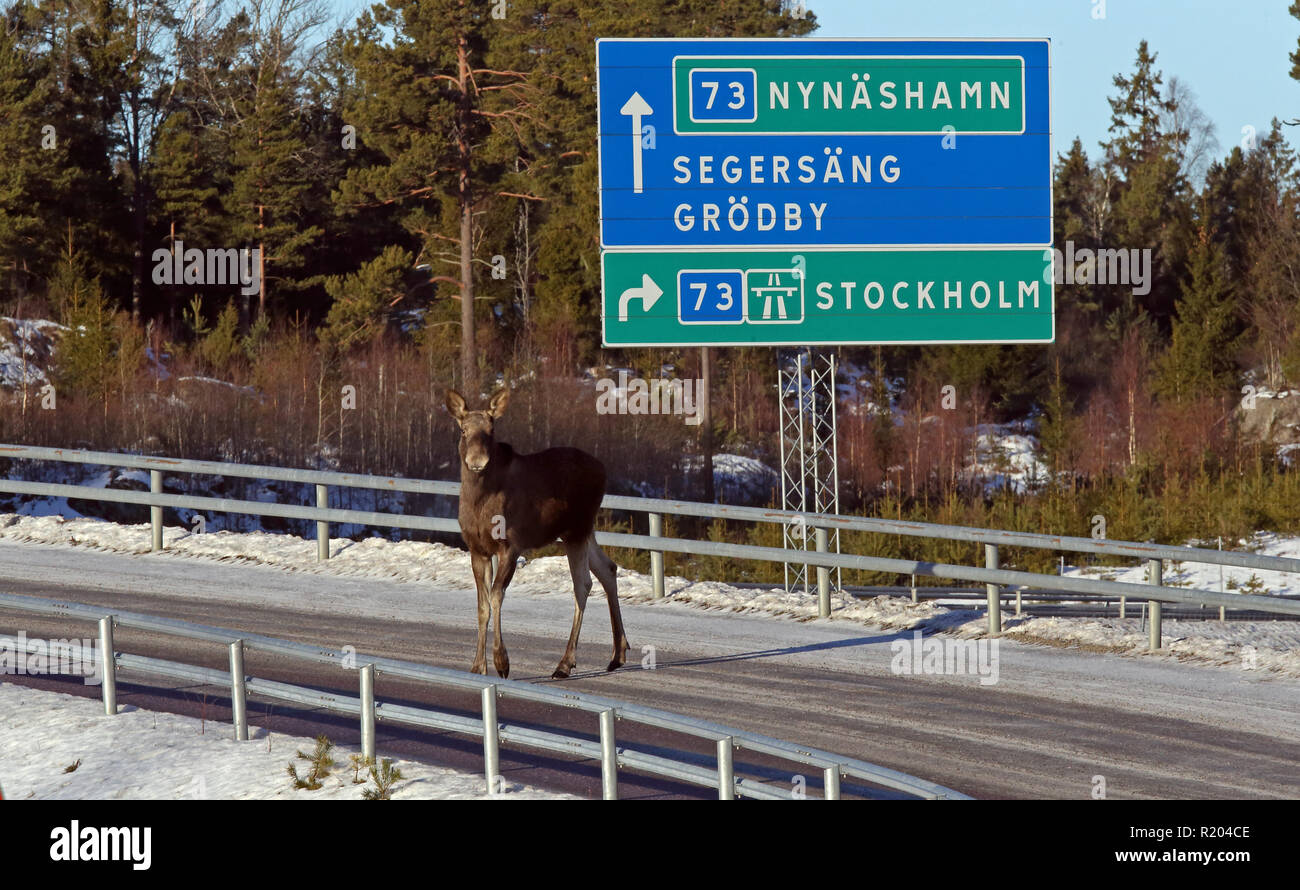 Elk, Moose, Deer crossing road bridge Stock Photo