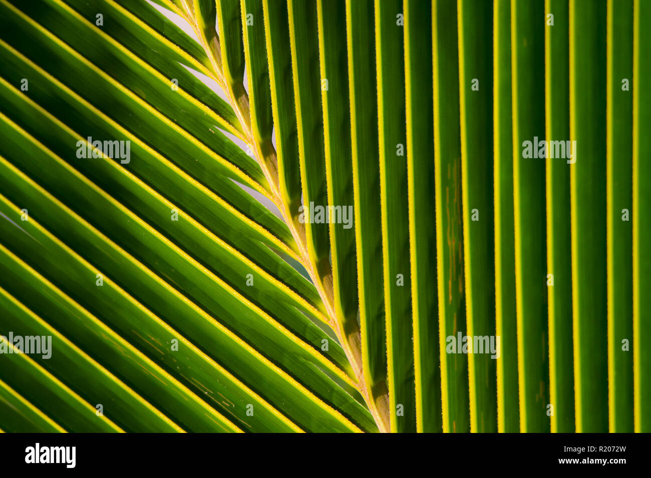 Close-up view of a palm leaf that creates a natural pattern. Stock Photo