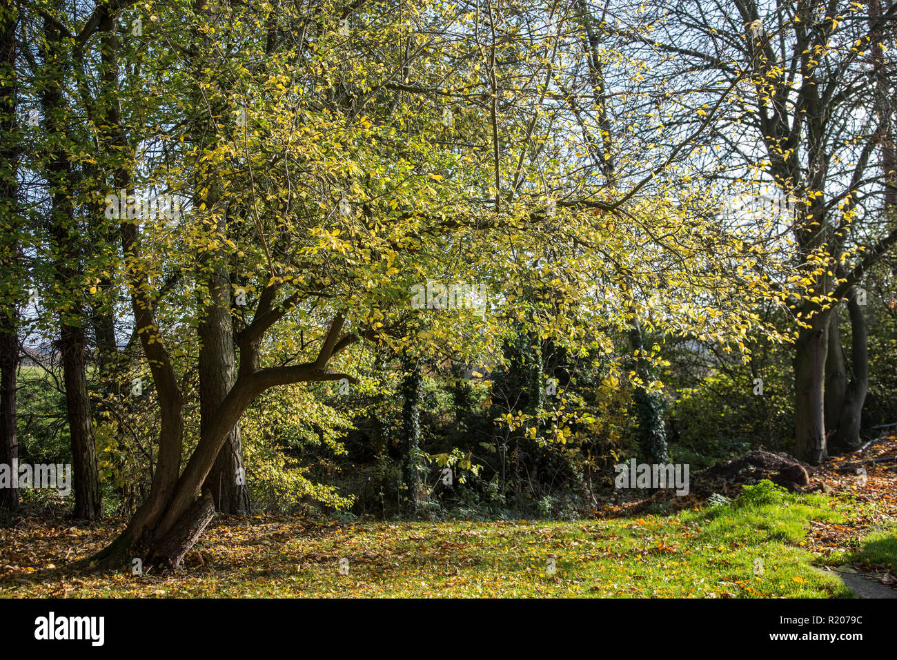 Sunny Autumnal Day With Half Fallen Leaves From The Trees On - 