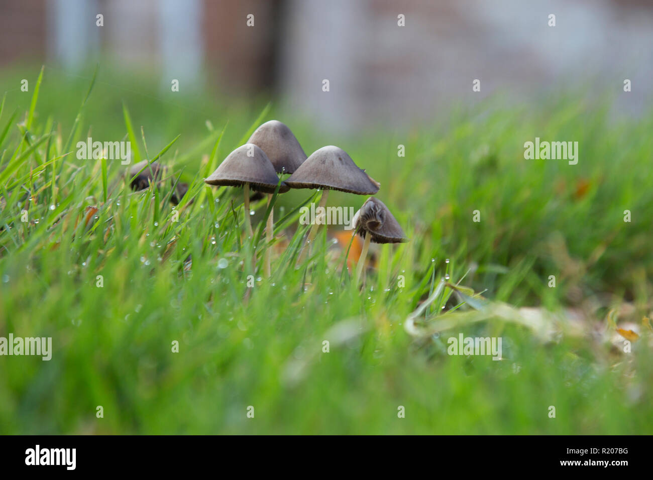 Close up of a group of mushrooms growing in a lawn from an eye level viewpoint Stock Photo