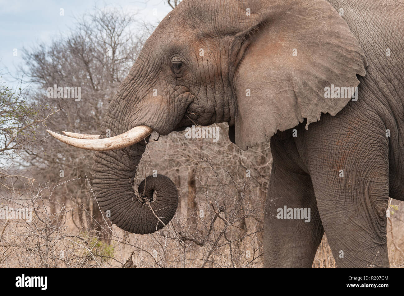 Big elephant tusker in Kruger national park Stock Photo