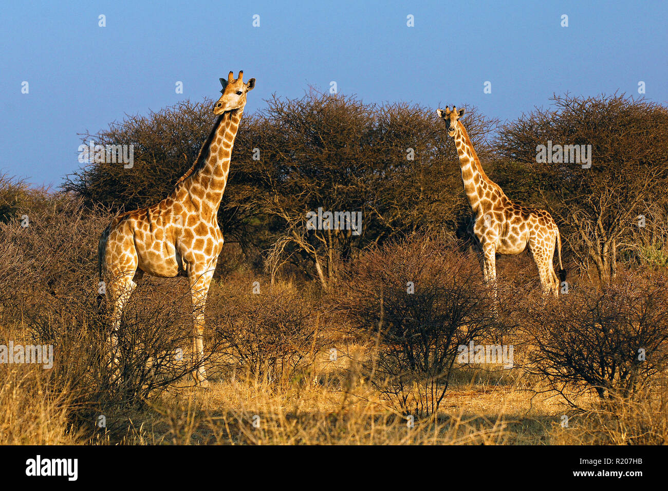 Two Angolan giraffes or Namibian giraffes (Giraffa camelopardalis angolensis) at savanna, Etosha Nationalpark, Namibia, Africa Stock Photo