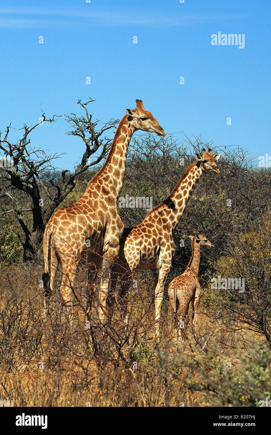 Two Angolan giraffes or Namibian giraffes (Giraffa camelopardalis angolensis) with calf at savanna, Etosha Nationalpark, Namibia, Africa Stock Photo