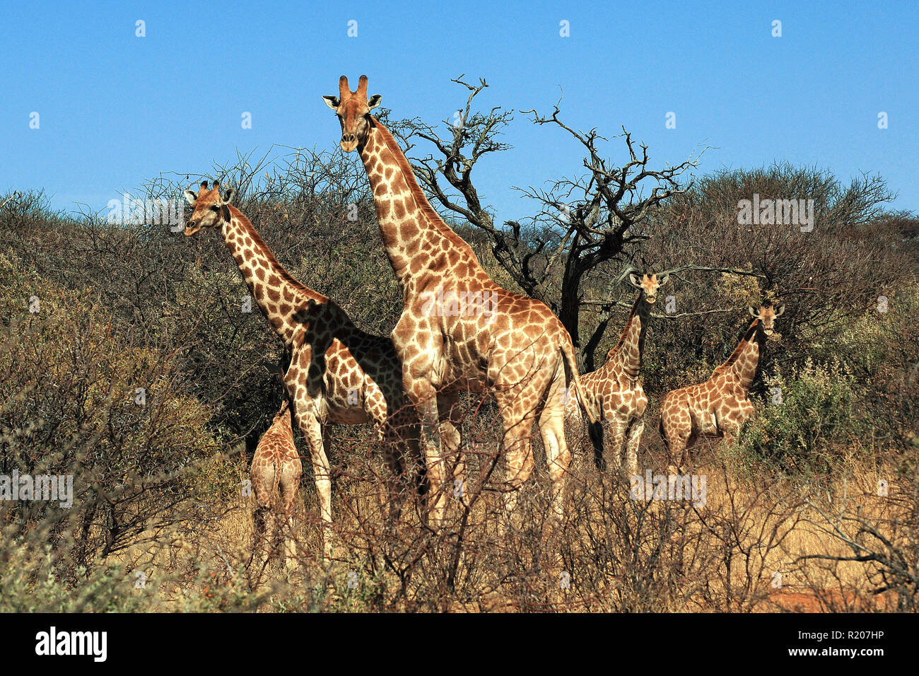 A group Angolan giraffes or Namibian giraffes (Giraffa camelopardalis angolensis) with calf at savanna, Etosha Nationalpark, Namibia, Africa Stock Photo