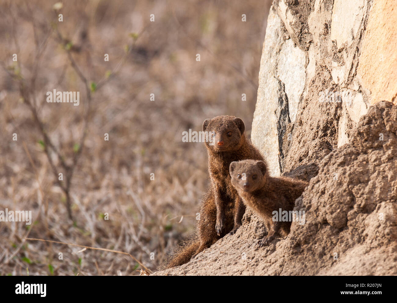 Dwarf mongoose at a den in Kruger national park Stock Photo