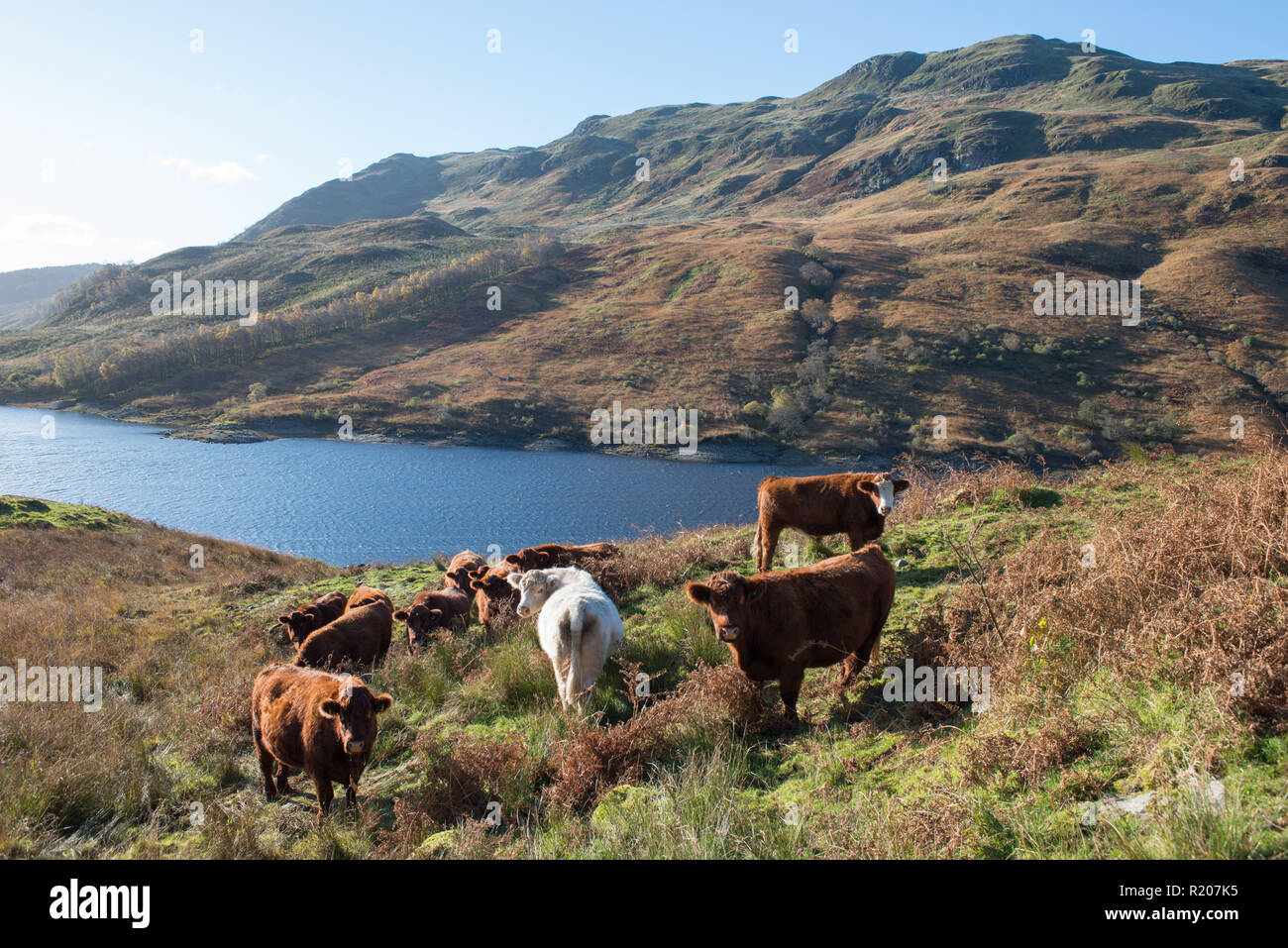 Luing cattle grazing next to Glen Finglas Reservoir part of Glen