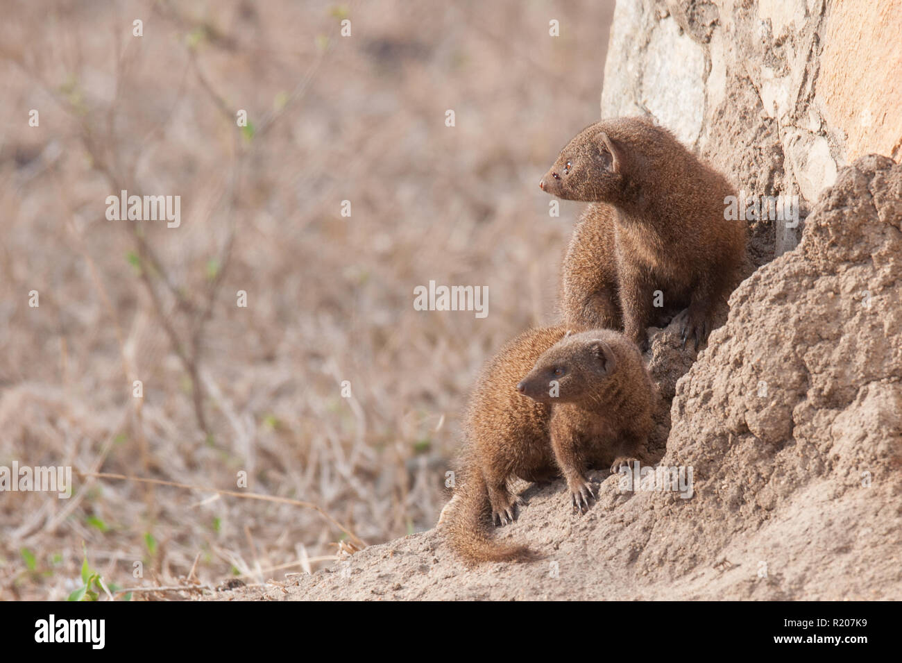 Dwarf mongoose at a den in Kruger national park Stock Photo
