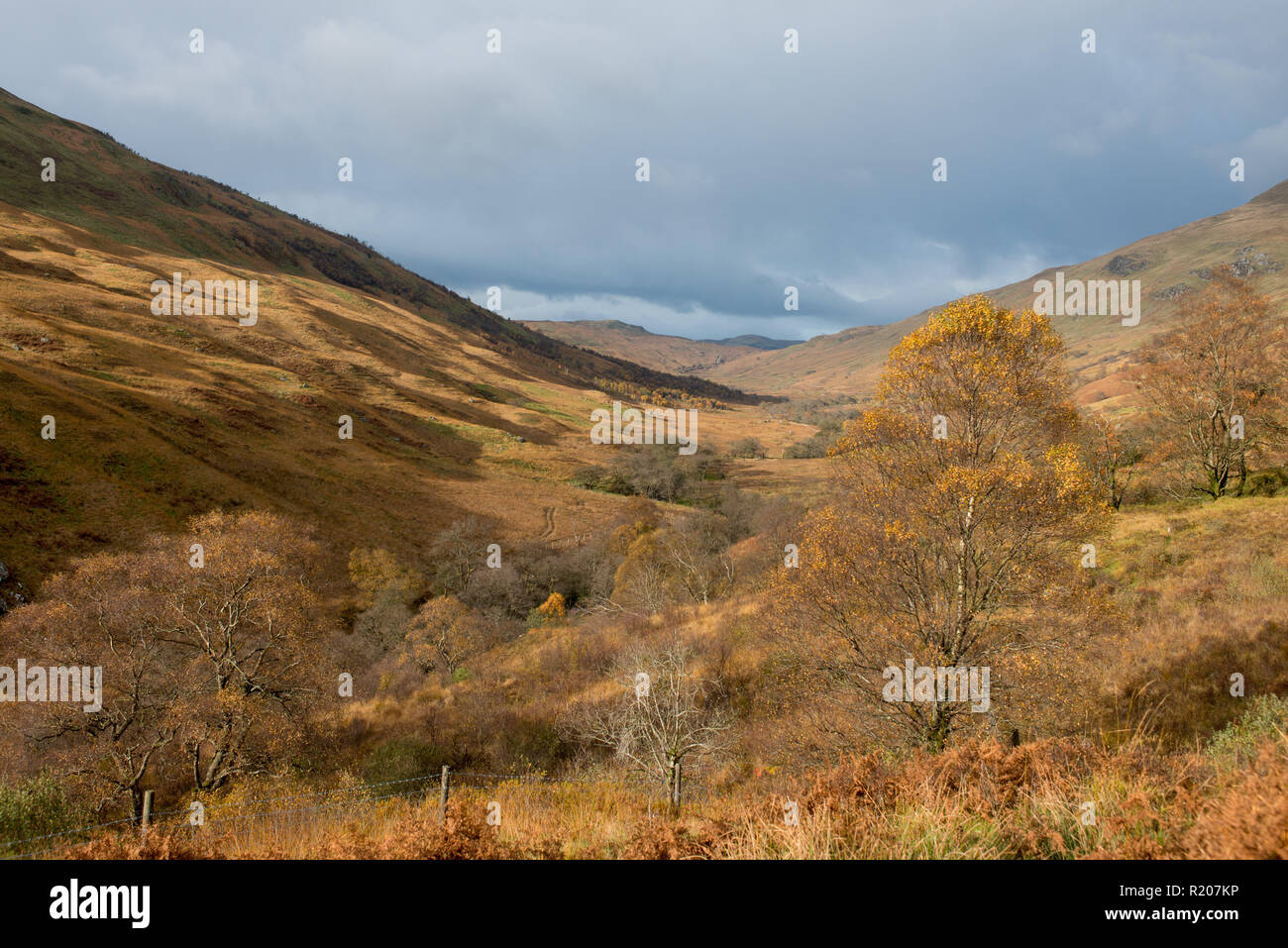 Glen Meann in Autumn   part of Glen Finglas Woodland Trust Researve. The Trossacks, Scotland. Stock Photo