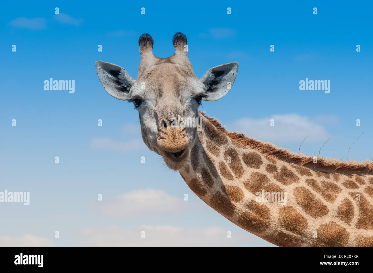 Portrait of a giraffe Stock Photo