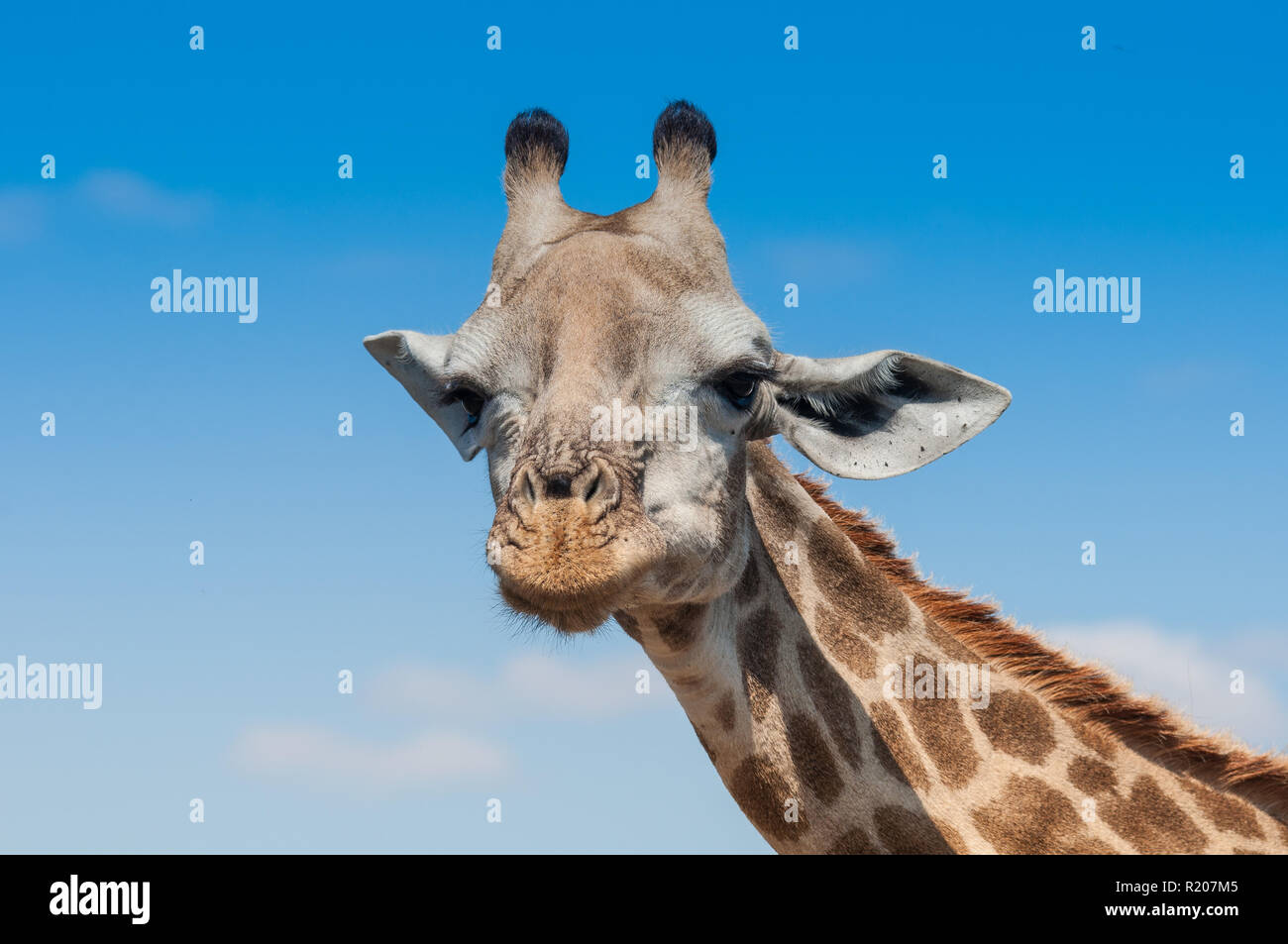 Portrait of a giraffe Stock Photo