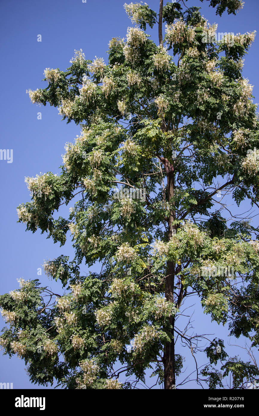 Close up White flower Indian cork tree and green leaf background Stock