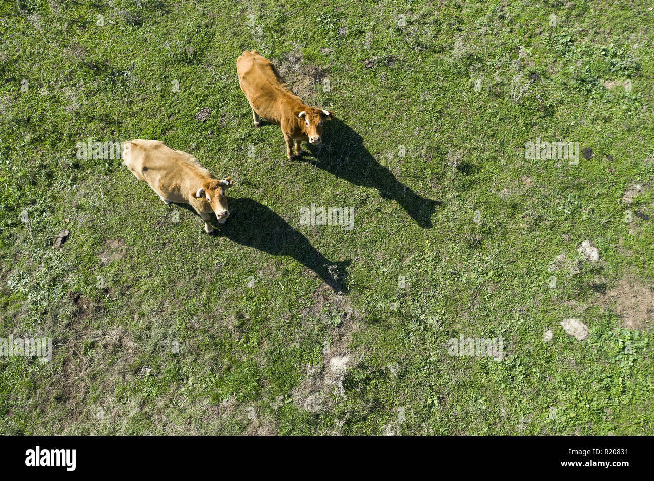 Aerial view of two brown cows grazing on a green field Stock Photo - Alamy