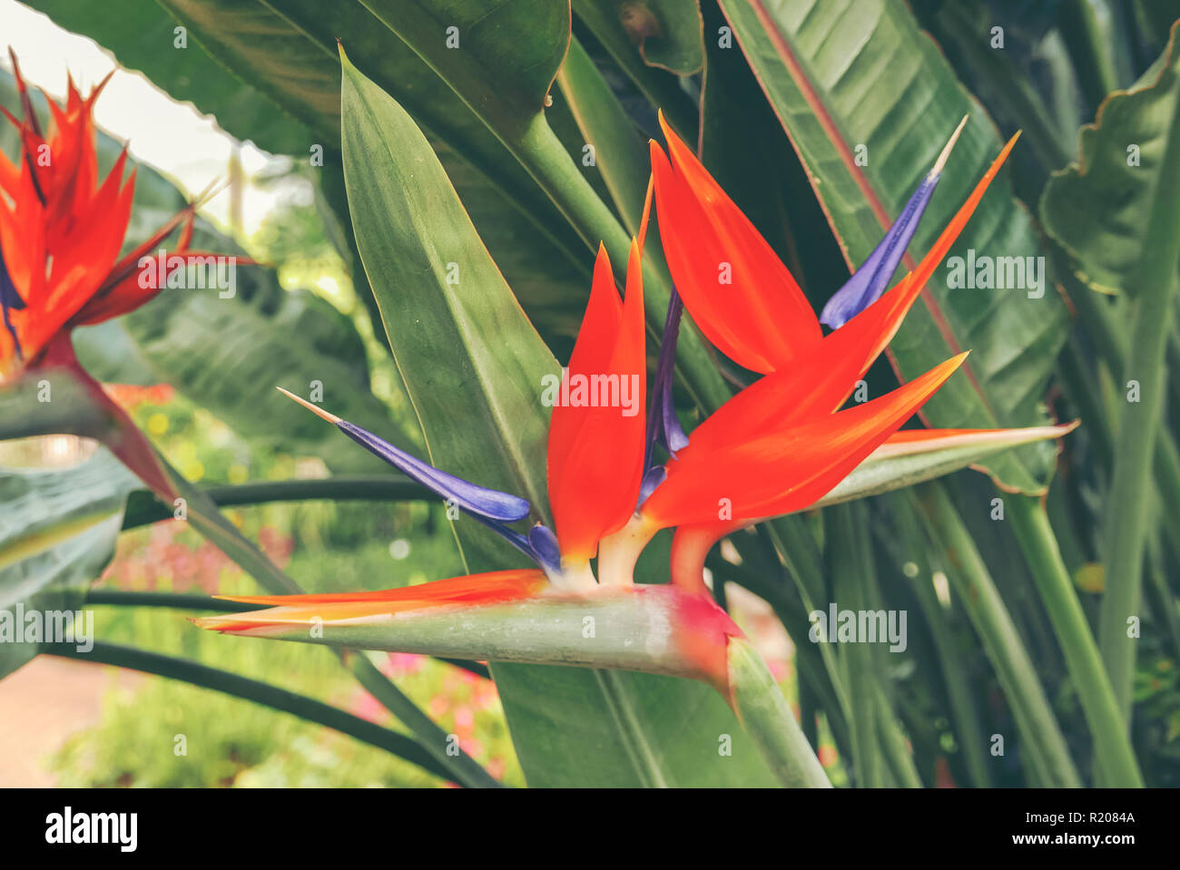 Fresh orange bird of paradise flower bunch in daytime in nature for passion, relaxation, travel, season, time, holiday, agriculture and beauty concept Stock Photo
