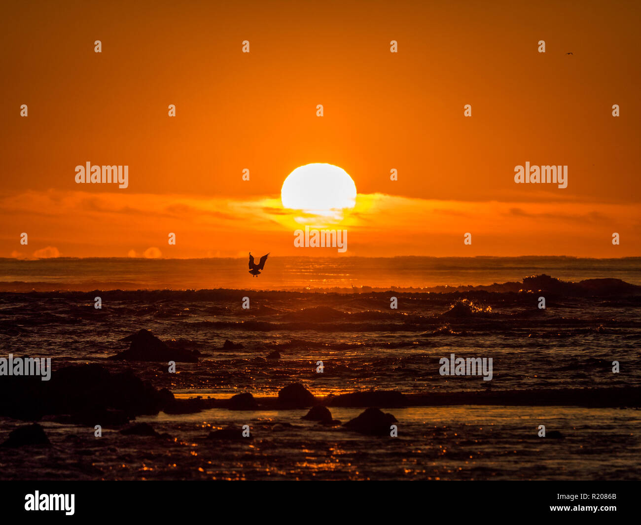 Sunrise seen from the beaches of Aberdeen with a Seagull flying. Stock Photo