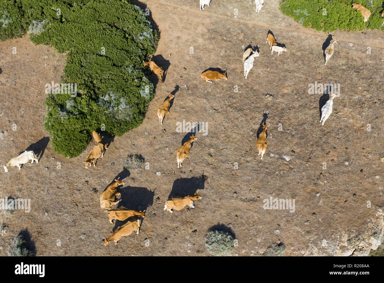 Aerial view of some cows grazing on a farm Stock Photo - Alamy