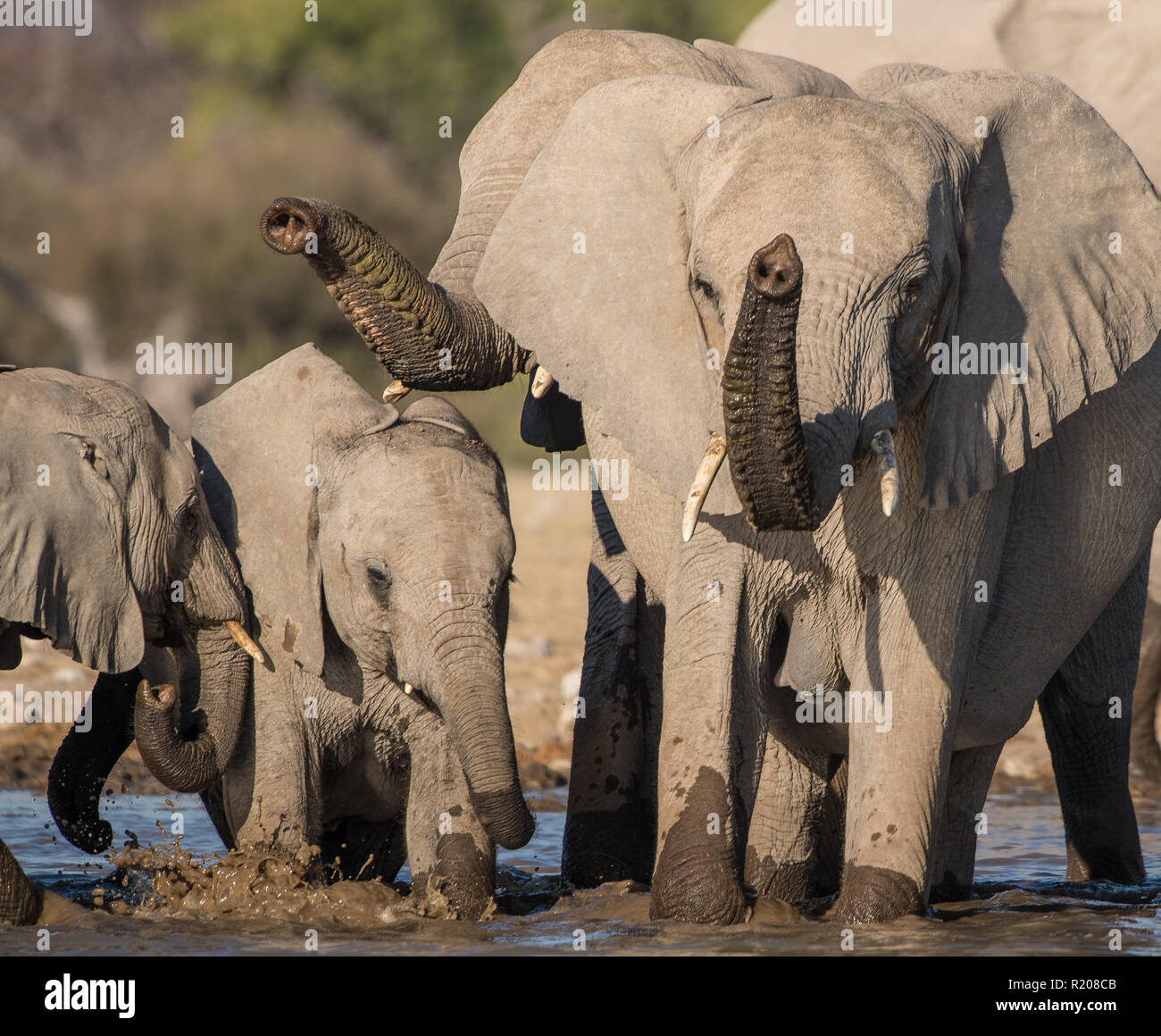 Elephant herd drinking water at Klein Namutoni in Etosha National park Stock Photo