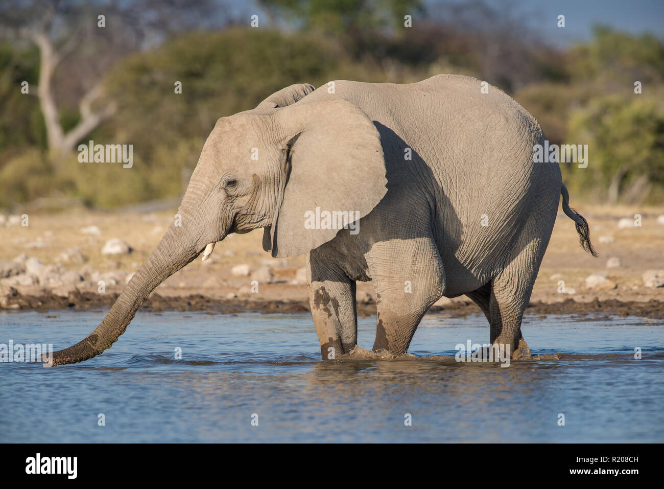 Elephant drinking at a waterhole in Etosha National Park Stock Photo