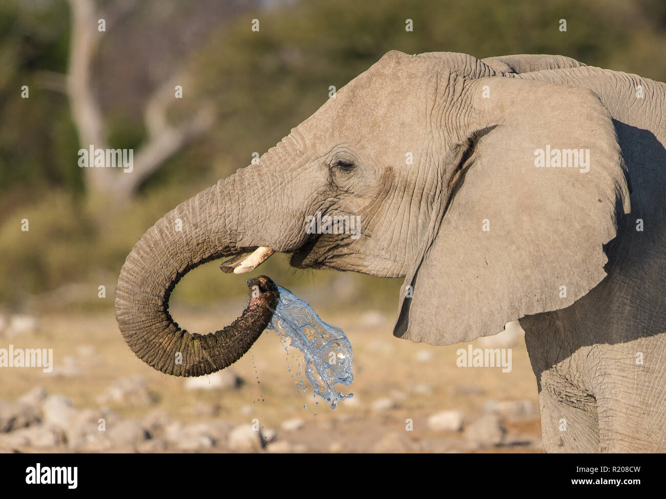 Elephant drinking at a waterhole in Etosha National Park Stock Photo