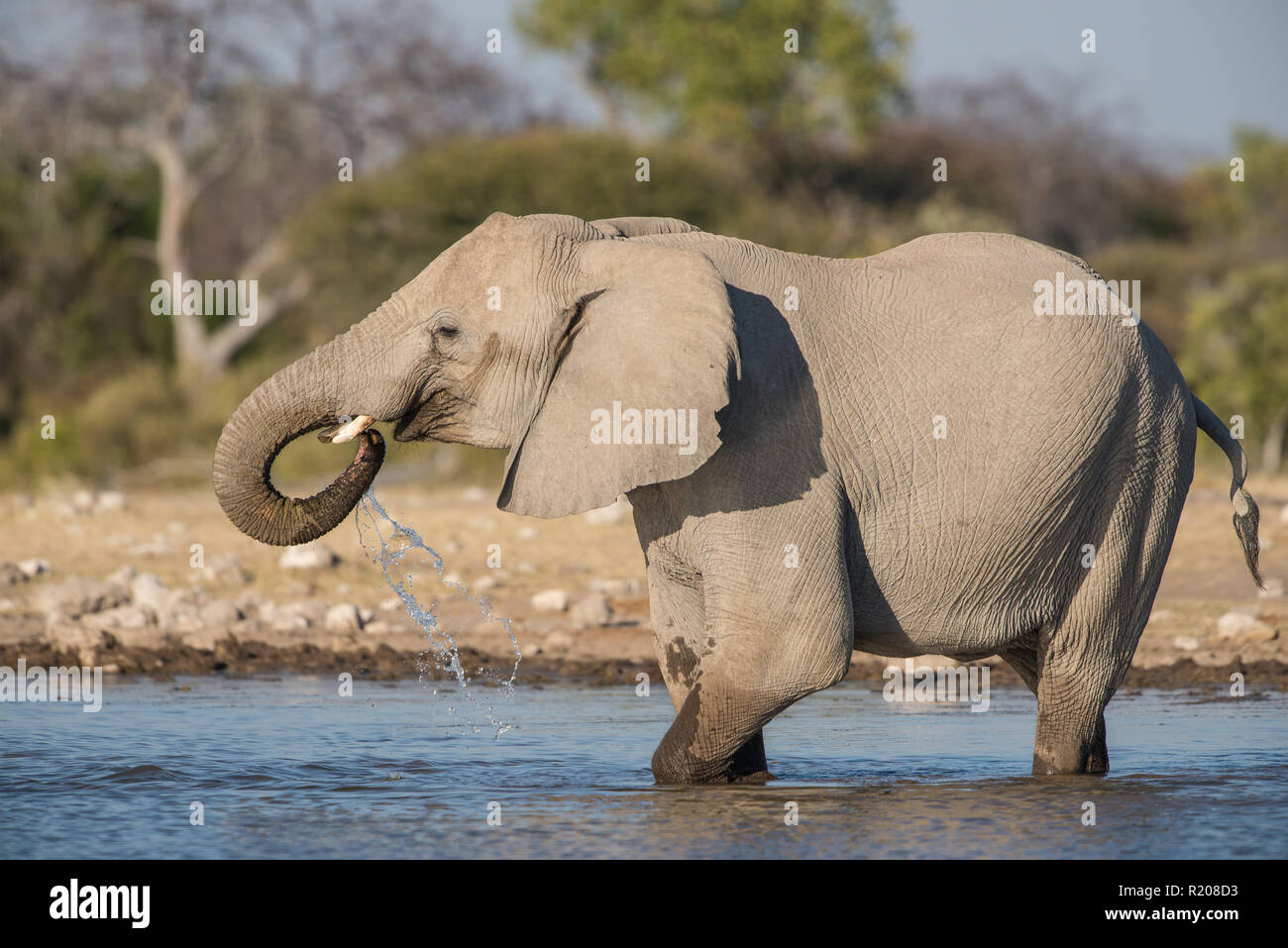 Elephant drinking at a waterhole in Etosha National Park Stock Photo