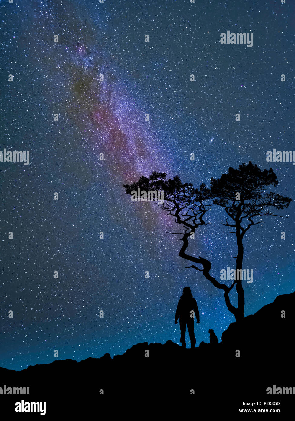Milky way and silhouettes of a Pine tree, a person and a dog. Stock Photo