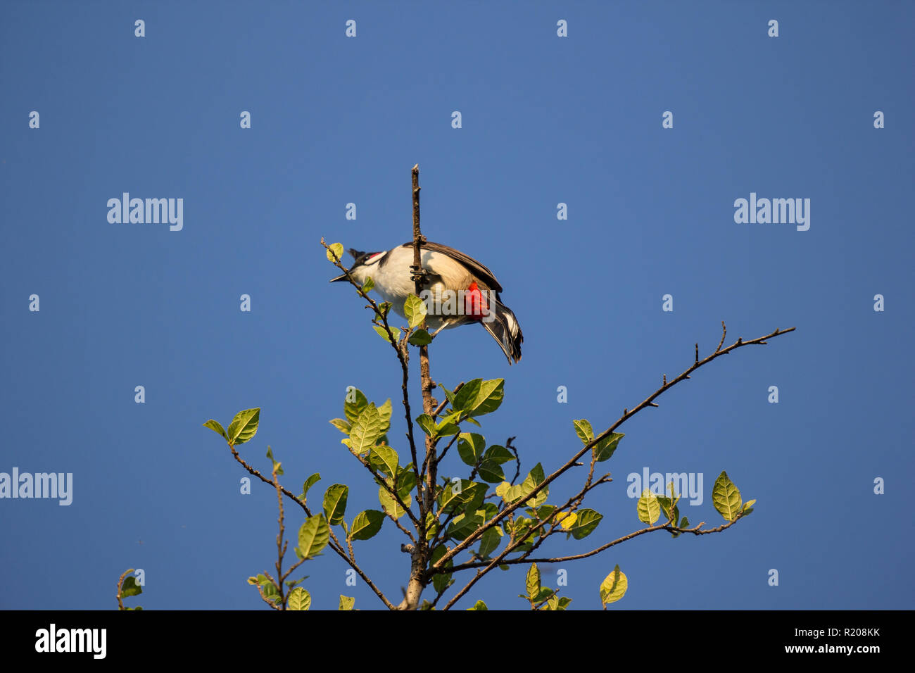 Red whiskered Bulbul Bird on Tree ,Pycnonotus jocosus Stock Photo