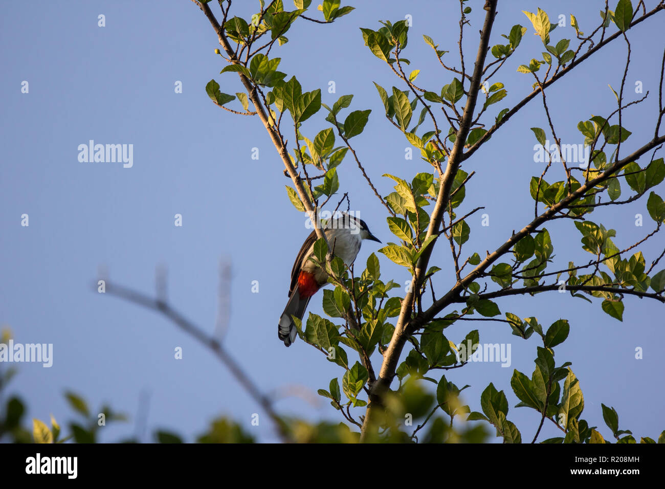 Red whiskered Bulbul Bird on Tree ,Pycnonotus jocosus Stock Photo