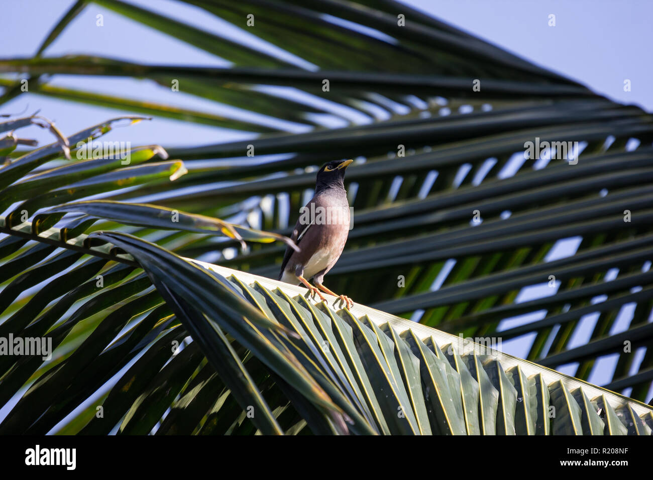 Two common myna bird hi-res stock photography and images - Alamy