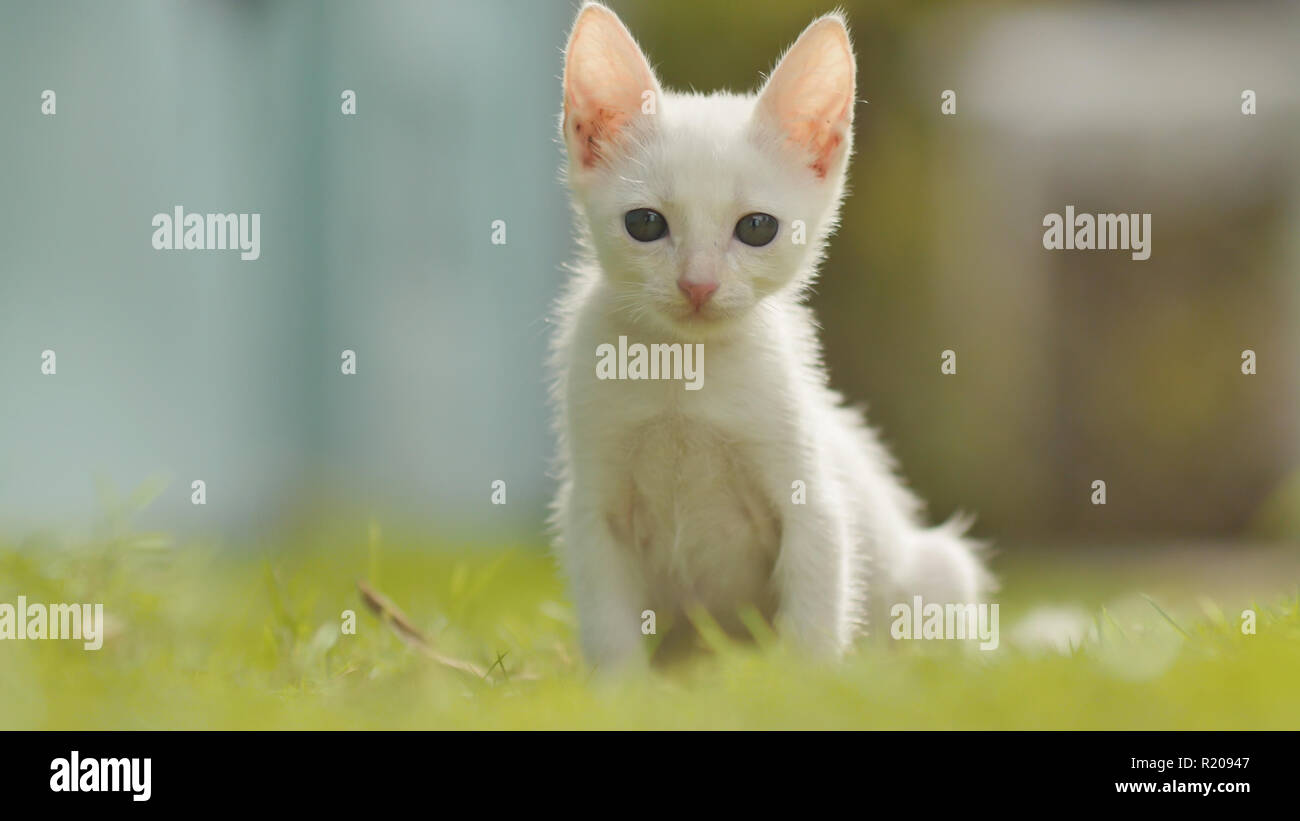 The white asian and thin kitten runs on a grass. Asian breed. Stock Photo