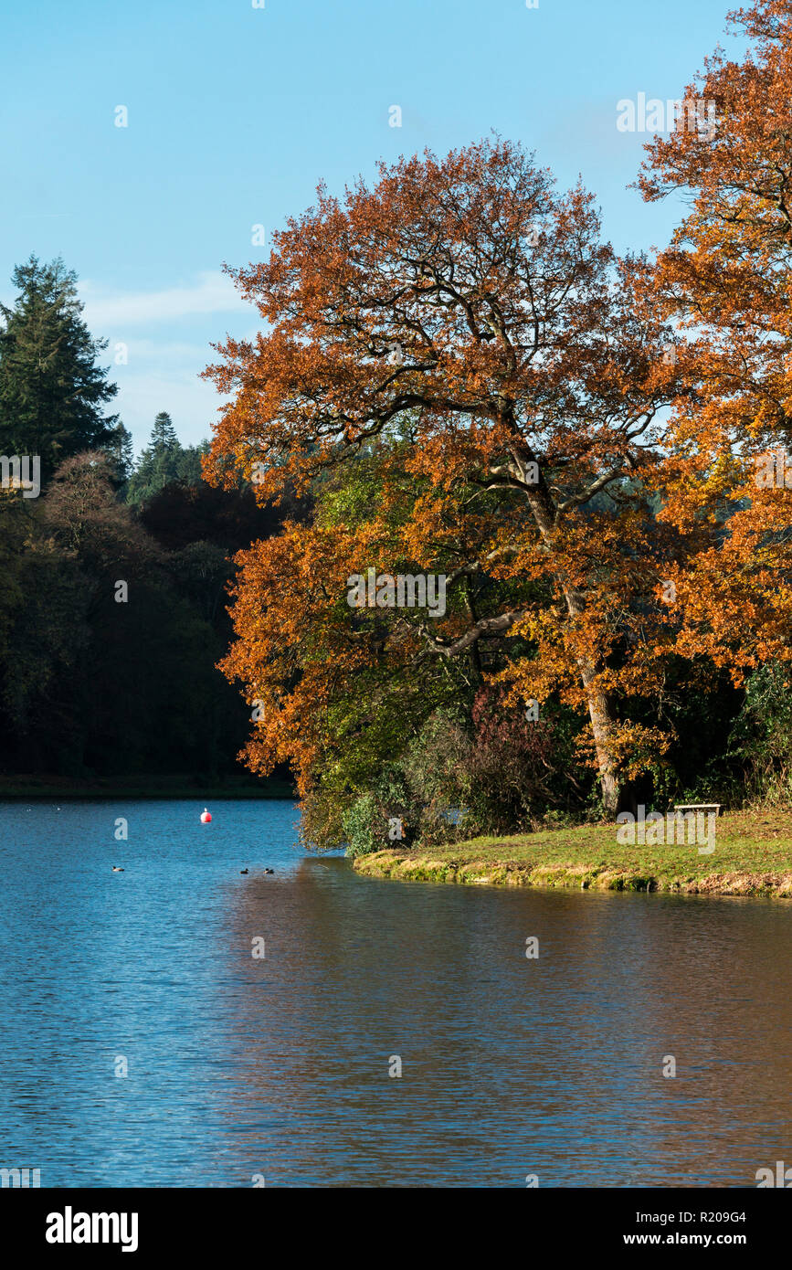 Trees on the shore of Shearwater lake in autumn Stock Photo