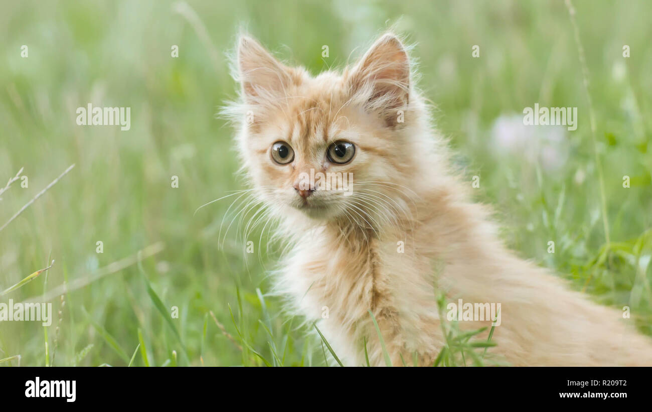 Ginger tabby little meows hi-res stock photography and images - Alamy