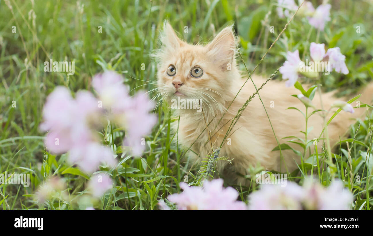 Red fluffy kitten on the green grass meows Stock Photo - Alamy