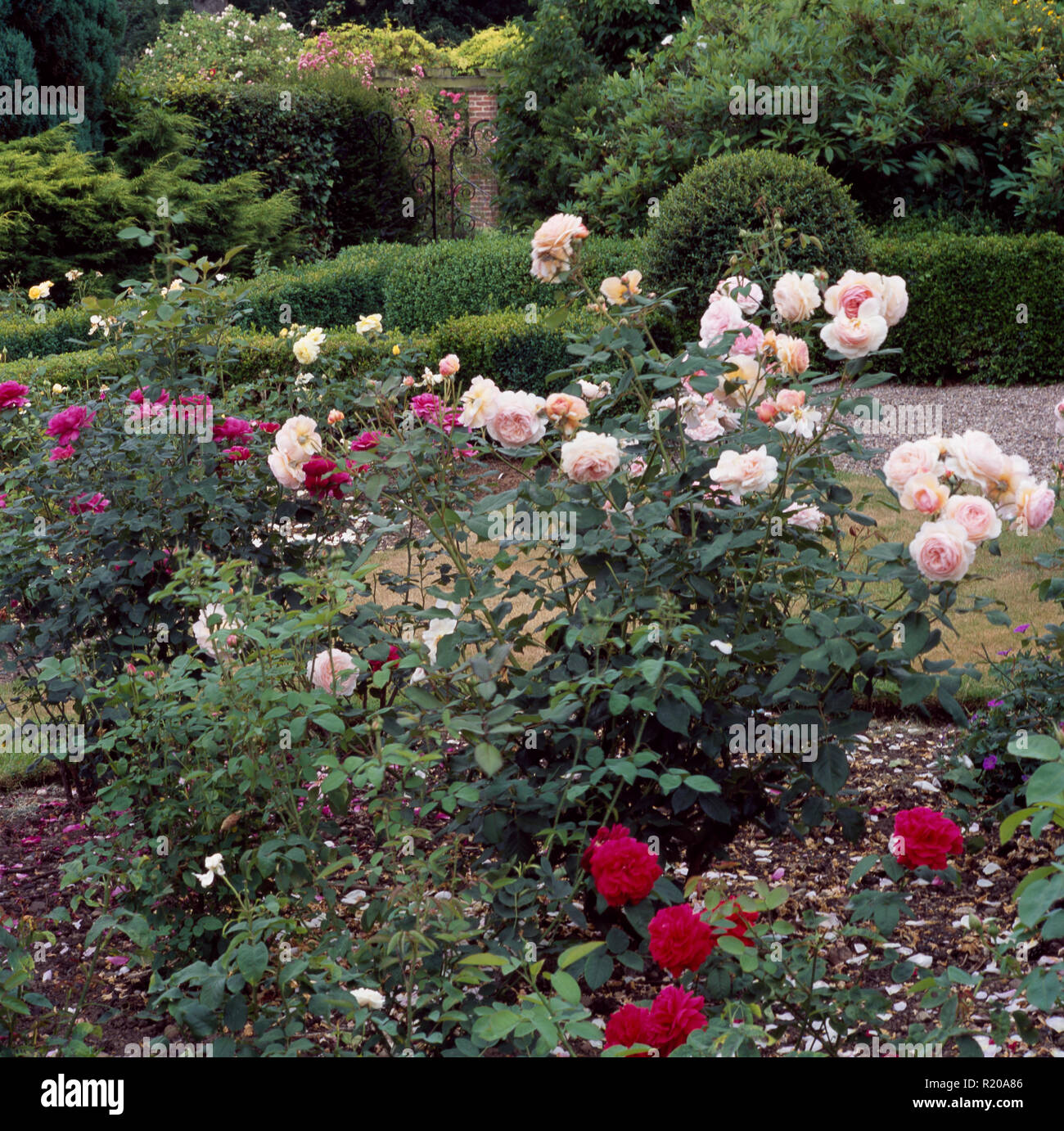 Pink roses in summer border Stock Photo