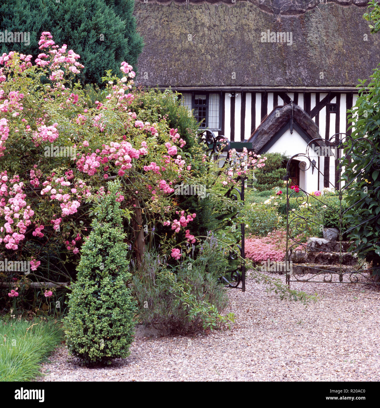 Pink roses and clipped conifer in garden of timbered cottage Stock Photo