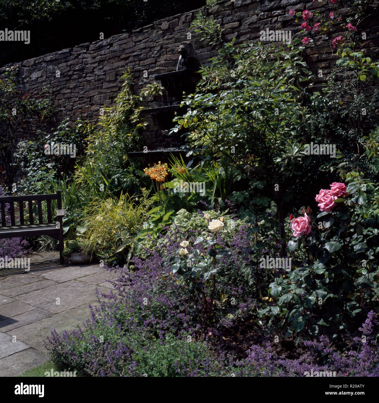 Pink roses and catmint in border beside patio Stock Photo