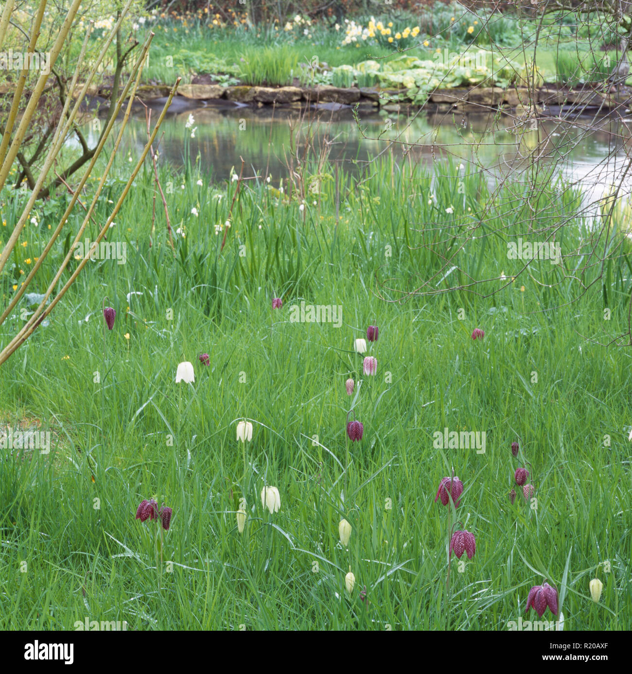 Purple and white fritillaries growing in long grass beside stream Stock Photo