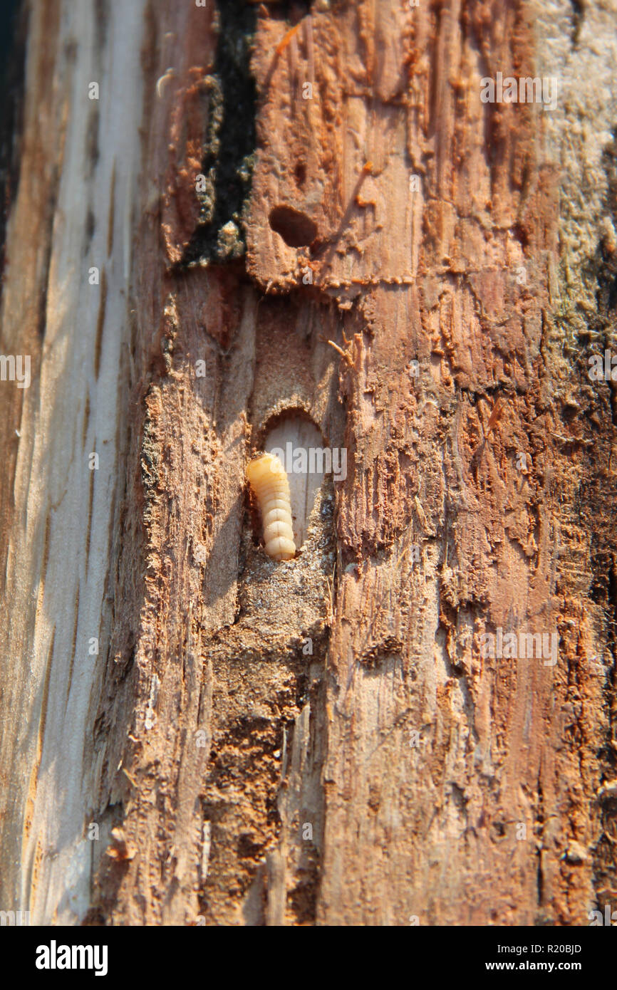 Larva of woodworm lives under pine bark. Common furniture beetle. Insect pest Stock Photo