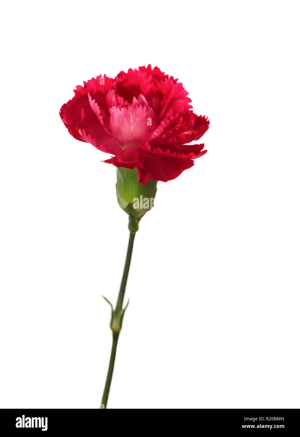 Dianthus caryophyllus flower Cut Out Stock Images & Pictures - Alamy
