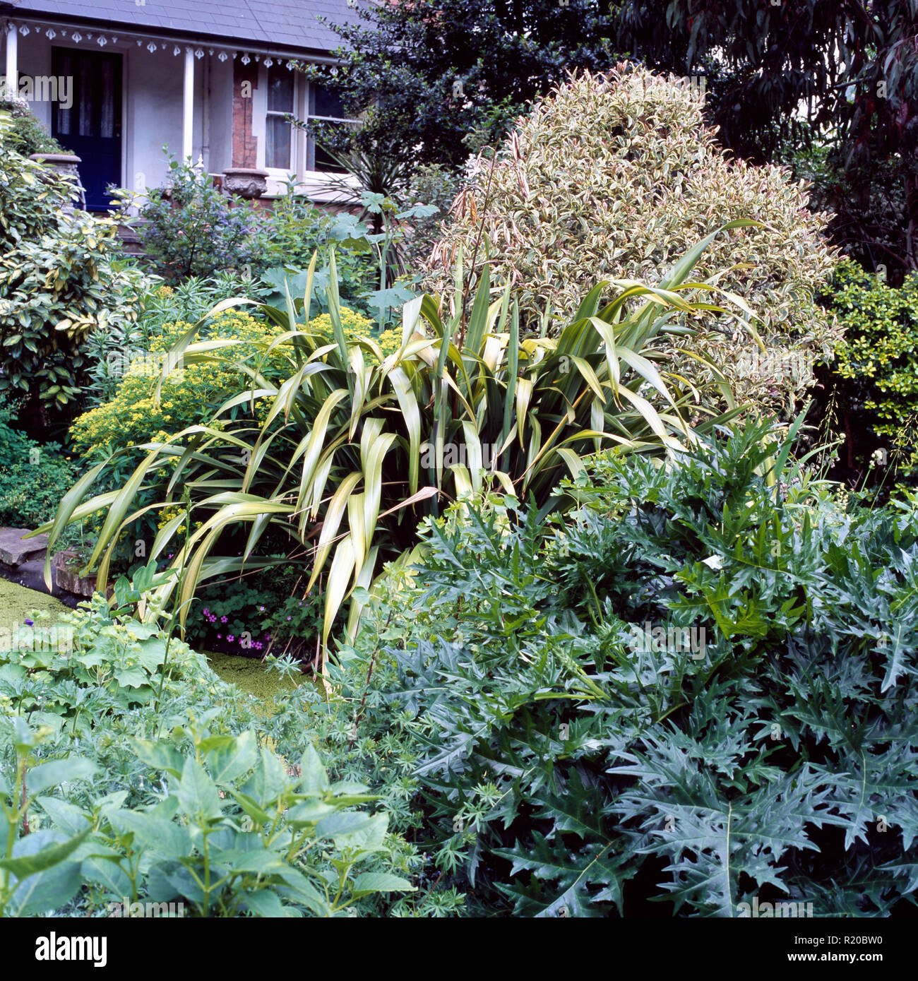 Acanthus and green shrubs in garden border Stock Photo