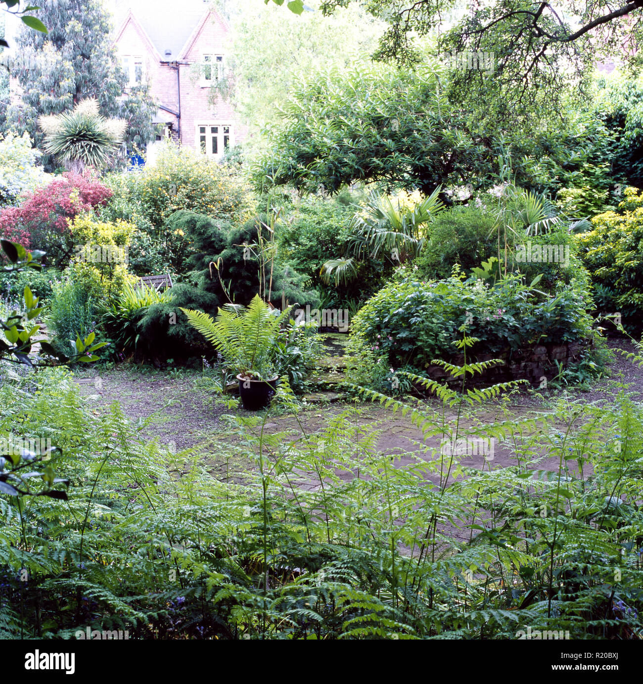 Tall ferns and green shrubs beside path in town garden Stock Photo